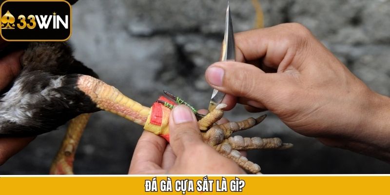 Đá gà cựa sắt là gì?