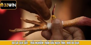 Đá Gà Cựa Sắt - Trải Nghiệm Trận Đấu Kịch Tính, Khó Bỏ Qua