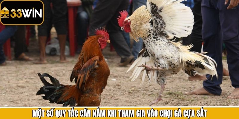 Một số quy tắc cần nắm khi tham gia vào chọi gà cựa sắt